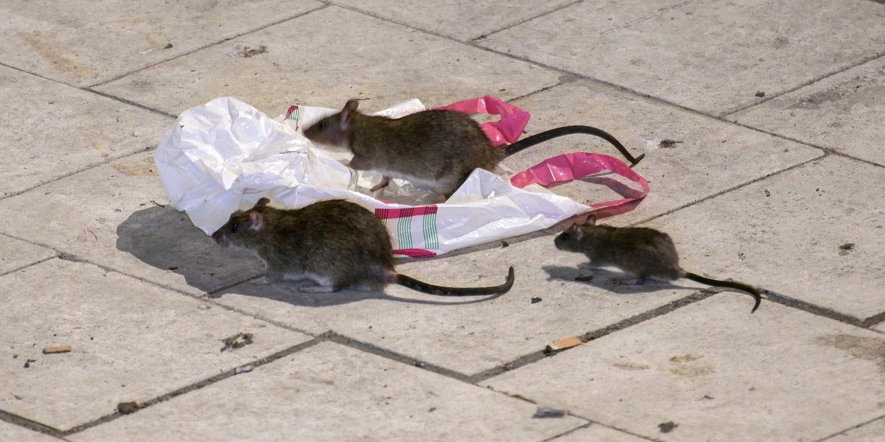 Råttor på Sergels torg i Stockholm. Arkivbild.
