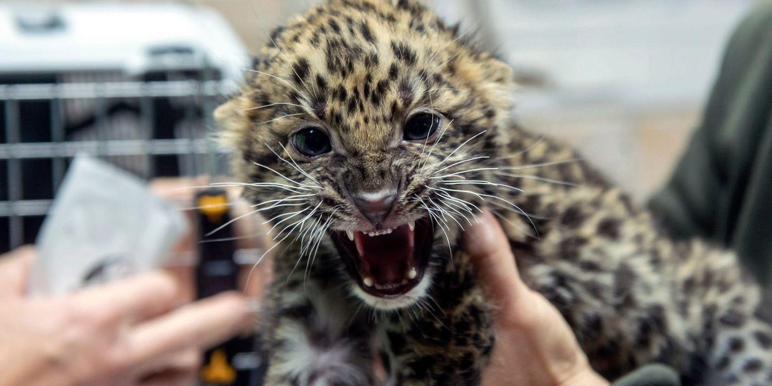 Leopardunge på djurparken i Gyongyos, Ungern. Bilden tagen i november 2020.