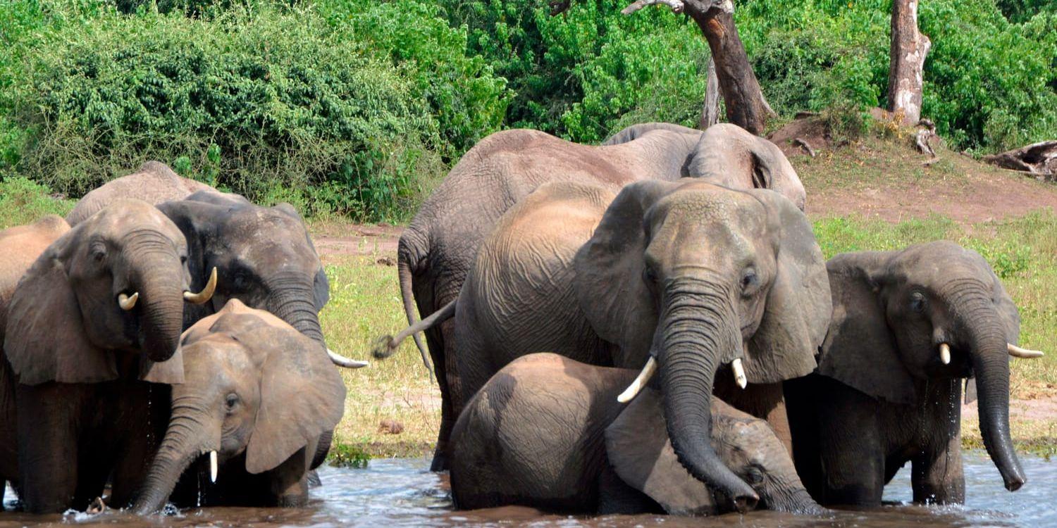 Jaktsäsongen på elefanter i Botswana har inletts. Arkivbild.
