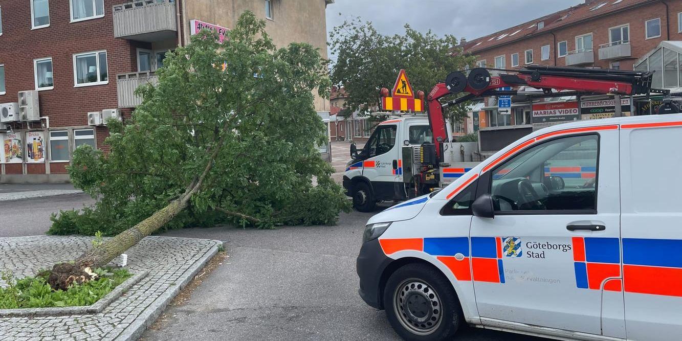 Ett träd på Munkebäckstorget som vinden fällt. Kommunen är på plats på söndagsmorgonen. 