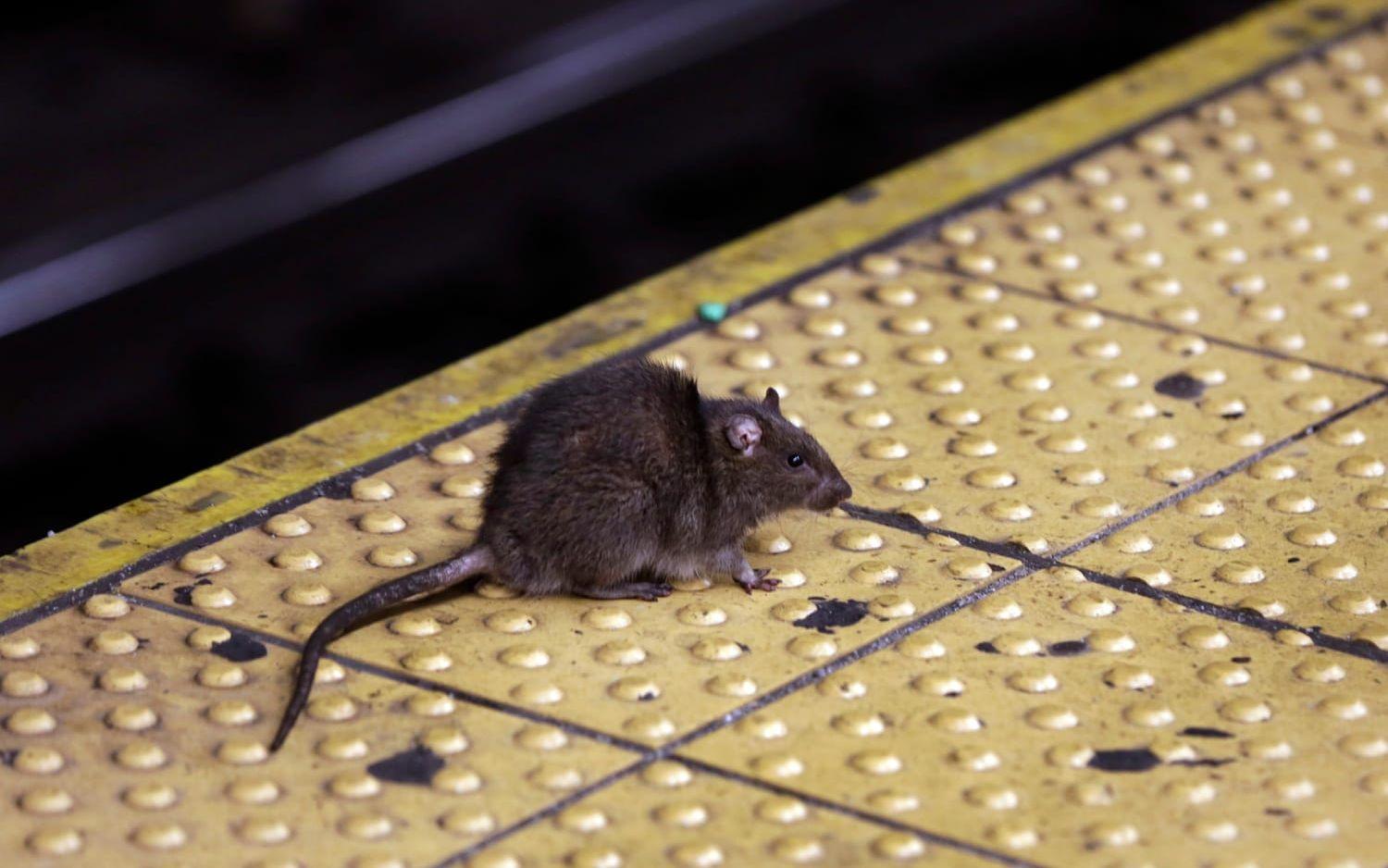 Tydligen har intresset för vilda råttor ökat. Så är det i alla fall i New York, vittnar guider som har börjat erbjuda särskilda turer för att turister ska få se dem. 