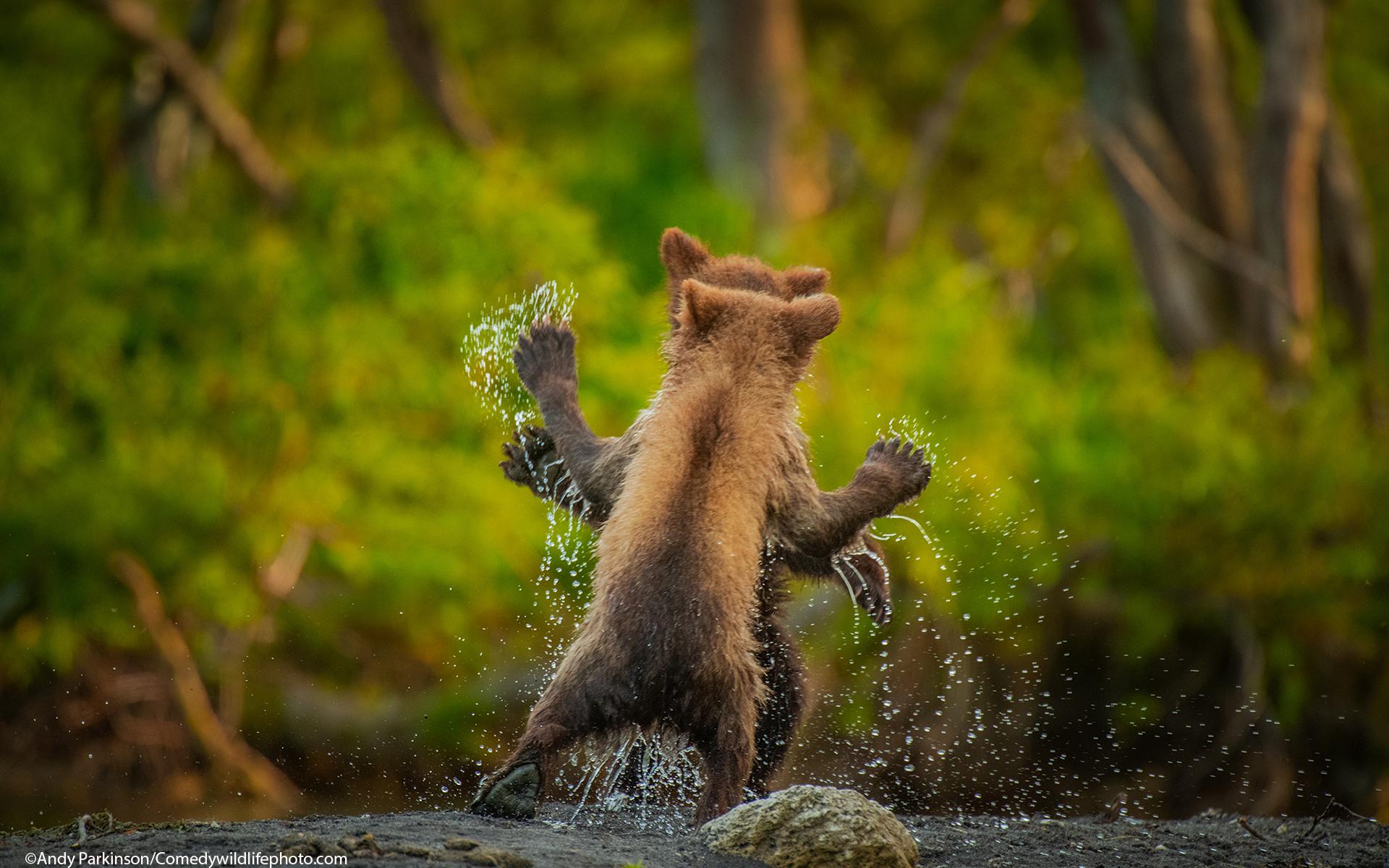 Bilden ”Let&apos;s dance” fick en särskild utmärkelse. Fotografens beskrivning av bilden lyder: Två björnungar ställer upp för en festlig lekkamp.