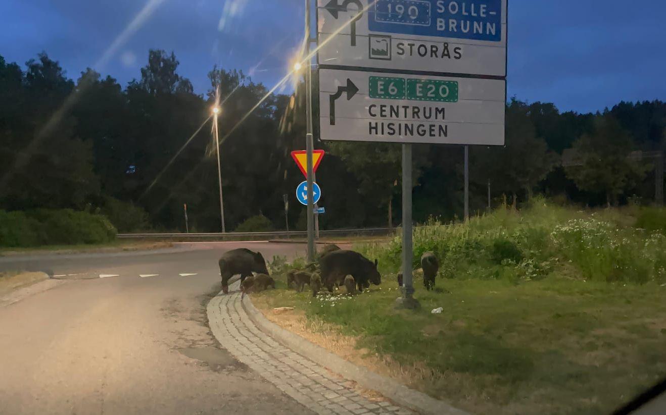 Familjen bestod av fyra vuxna vildsvin och åtta till nio kultingar.