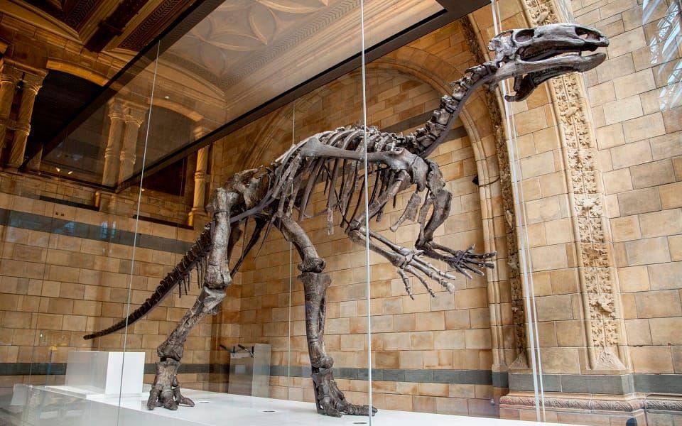 På det naturhistoriska museet i London finns ett helt mantellisaurus-skelett som hittades år 1917 på Isle of Wight. 