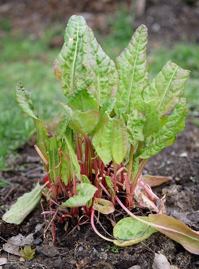 Fransk trädgårdssyra, en perenn växt som smakar syrligt och lite salt. Foto: Jessica Gow/TT