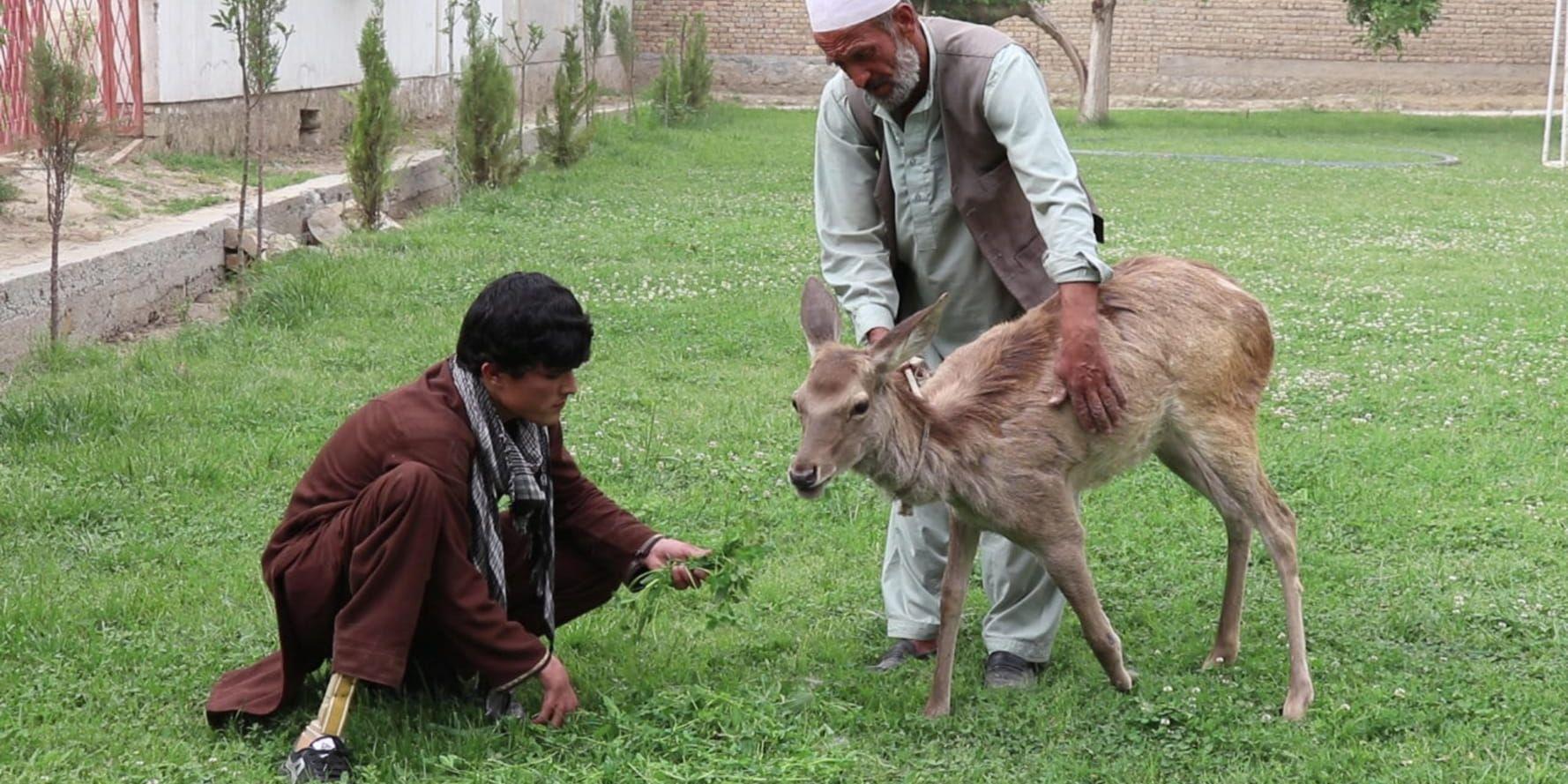 Vanligtvis är det krigsskadade människor som får hjälp vid Svenska Afghanistankommitténs ortopediska centrum i Taloqan i norra Afghanistan. Men en dag kom ett skadat rådjur in, som nu kan gå igen med hjälp av en protes.