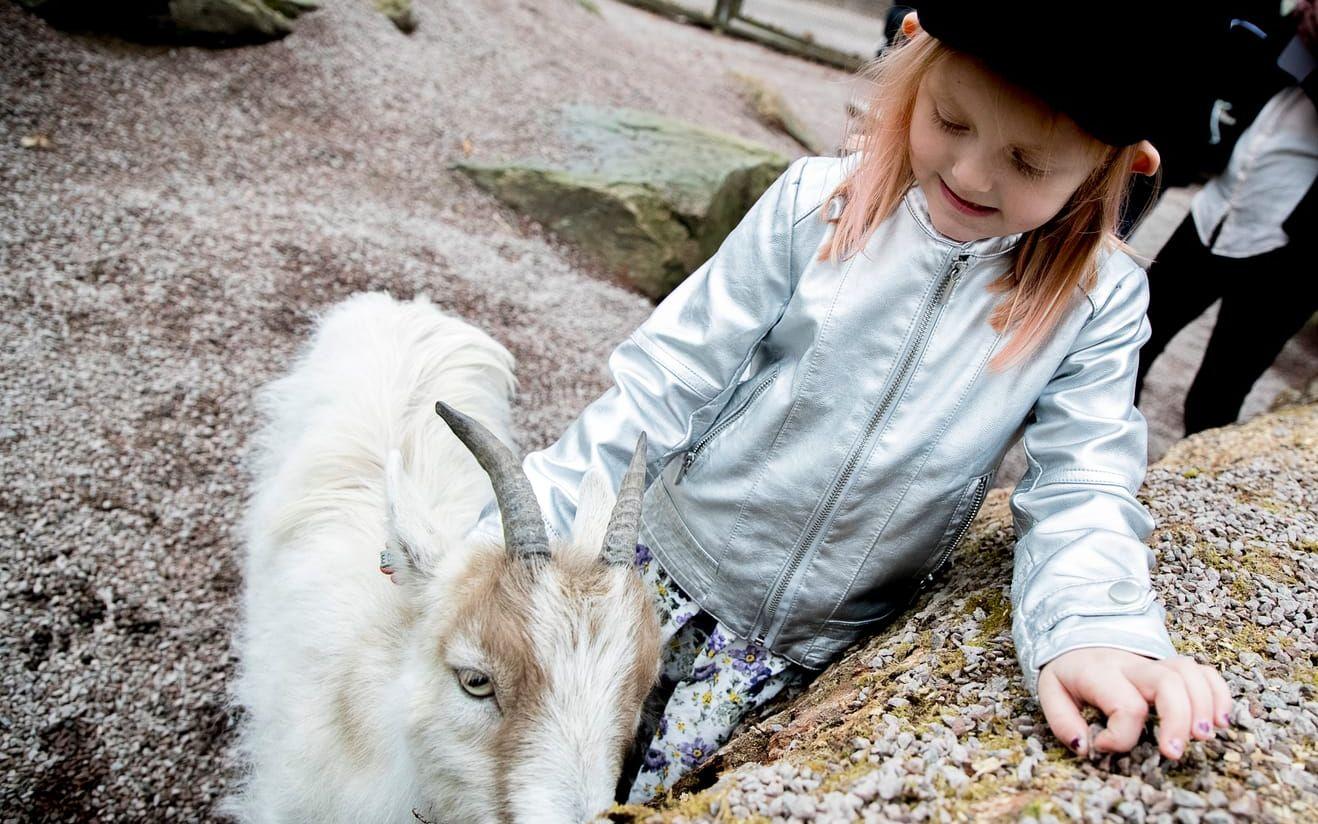 Lilly hälsar på getterna när Barnens zoo öppnade för säsongen 2018.