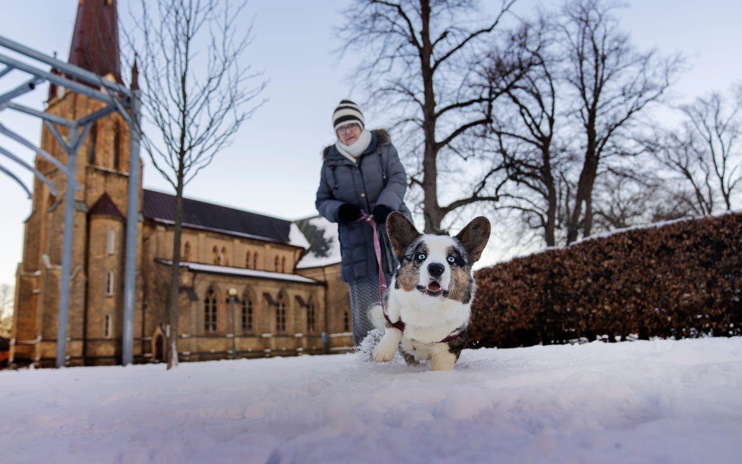 Hunden Christopher, som är en Corgi cardigan på 3 år, är ute på promenad med Silvana Olausson, 69, – Han gillar snön, han hoppar som en hare och rullar sig i snön, säger Silvana.