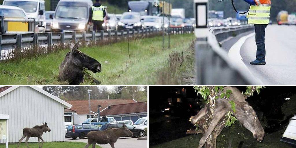 Hösten är en tid när älgar rör på sig mycket - ibland med olämpliga konsekvenser.