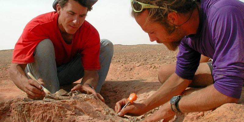 Professorerna Paul Sereno och Hans Larsson gräver fram fossil hundra miljoner år gammal krokodil i Niger.