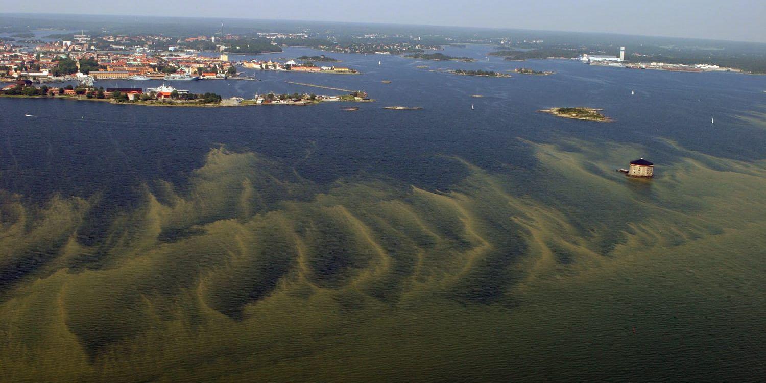Algblomning i Östersjön utanför Karlskrona.