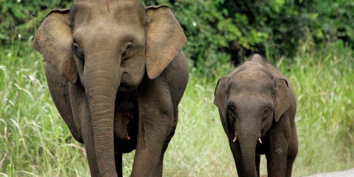 Omfattande skogsskövling på ön Borneo i Sydostasien har lett till en kraftig minskning av Borneoelefanten. Arkivbild.