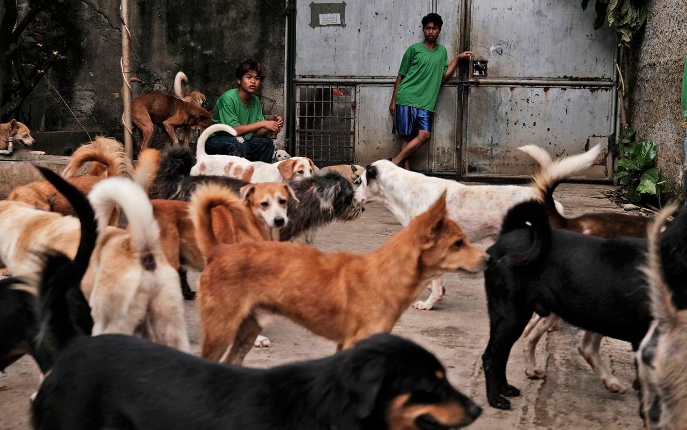 Arkivbild. <em id="emphasis-07761ee961f4cf4da0124906c6ac720b">Hundar som omhändertagits och bor på ett hundstall i Jakarta.</em> En del människor äter hund för att de anser att köttet har medicinska egenskaper, något ledde till att försäljningen under pandemin. 