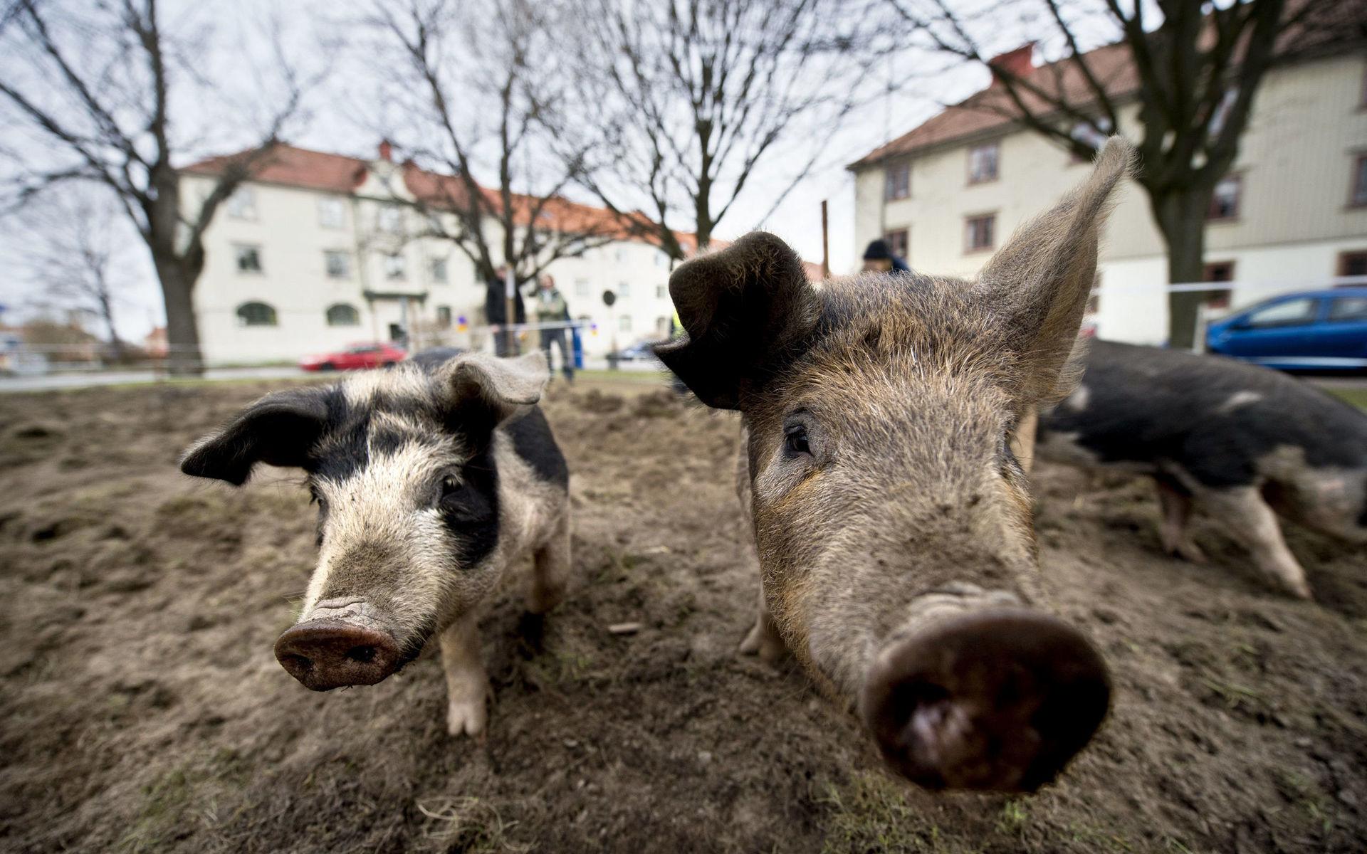 Stadsjord har lånat ut grisar till flera stadsdelar i Göteborg. Nu har de fått utökade arbetsuppgifter som ogräsbekämpare.