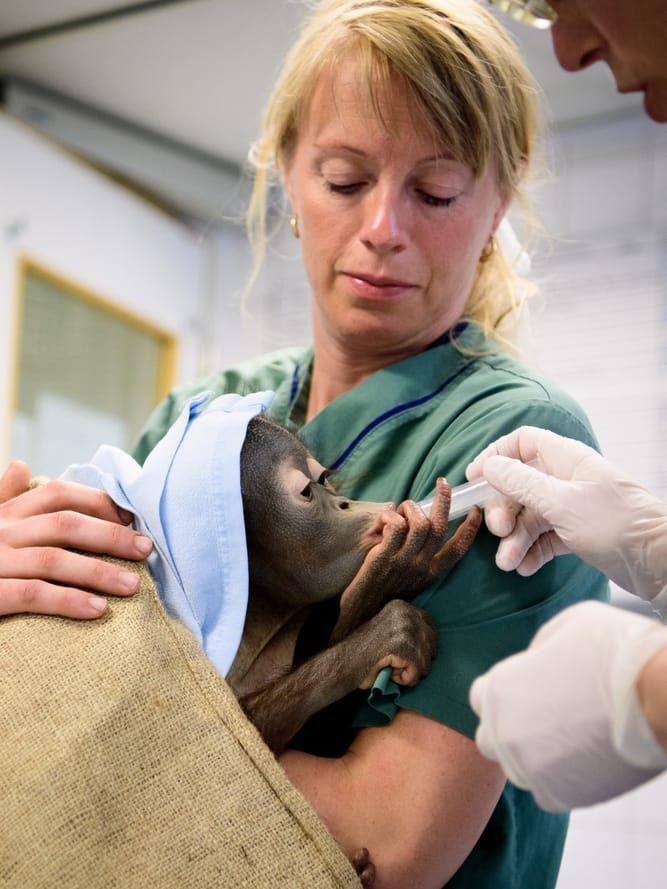 – Tillståndet för den afrikanska elefanten är en symbol för hur illa det är ställt för många utrotningshotade arter, säger Therese Hård som är zoologisk chef och veterinär på Borås djurpark. Här med orangutangen Brutus.