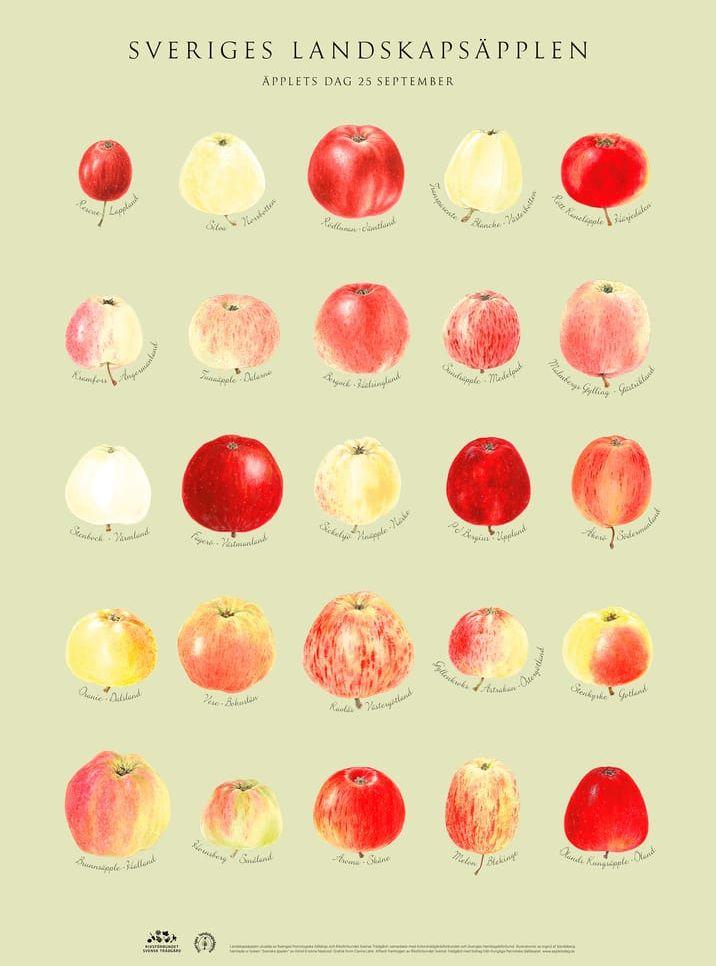 Riksförbundet Svensk Trädgård har lanserat en nydesignad affisch med Sveriges 25 landskapsäpplen. De är noga utvalda i samarbete med bland annat Sveriges Pomologiska Sällskap och har genomarbetade illustrationer av Ingrid af Sandeberg. Foto: Riksförbundet Svensk Trädgård