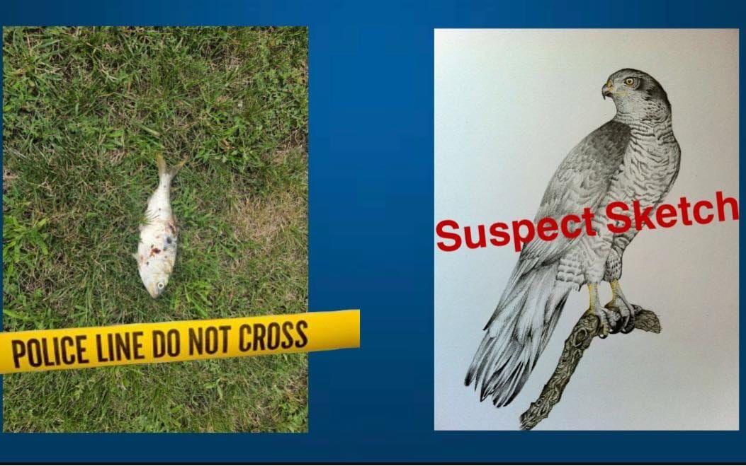 Polisen i Sayreville la ut ett kollage med en bild på "Gilligan", fisken som orsakade strömavbrottet. 